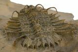 Odontopleurid (Ceratocephala?) Trilobite - Very Rare! #334840-5